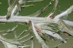 Annual trampweed